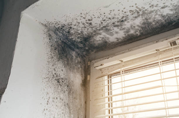 Affordable Mold Remediation solutions in Danvers, IL