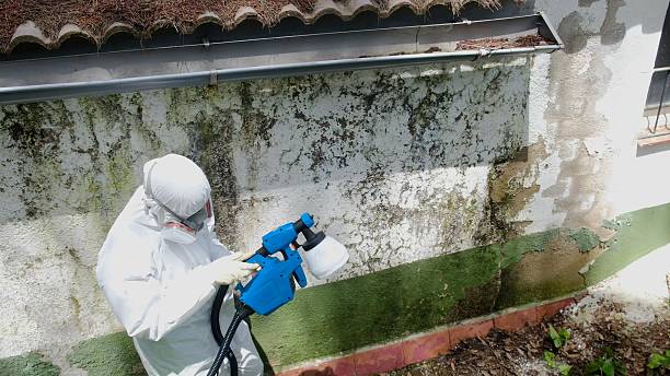 Top rated local Mold Remediation specialists in Danvers, IL